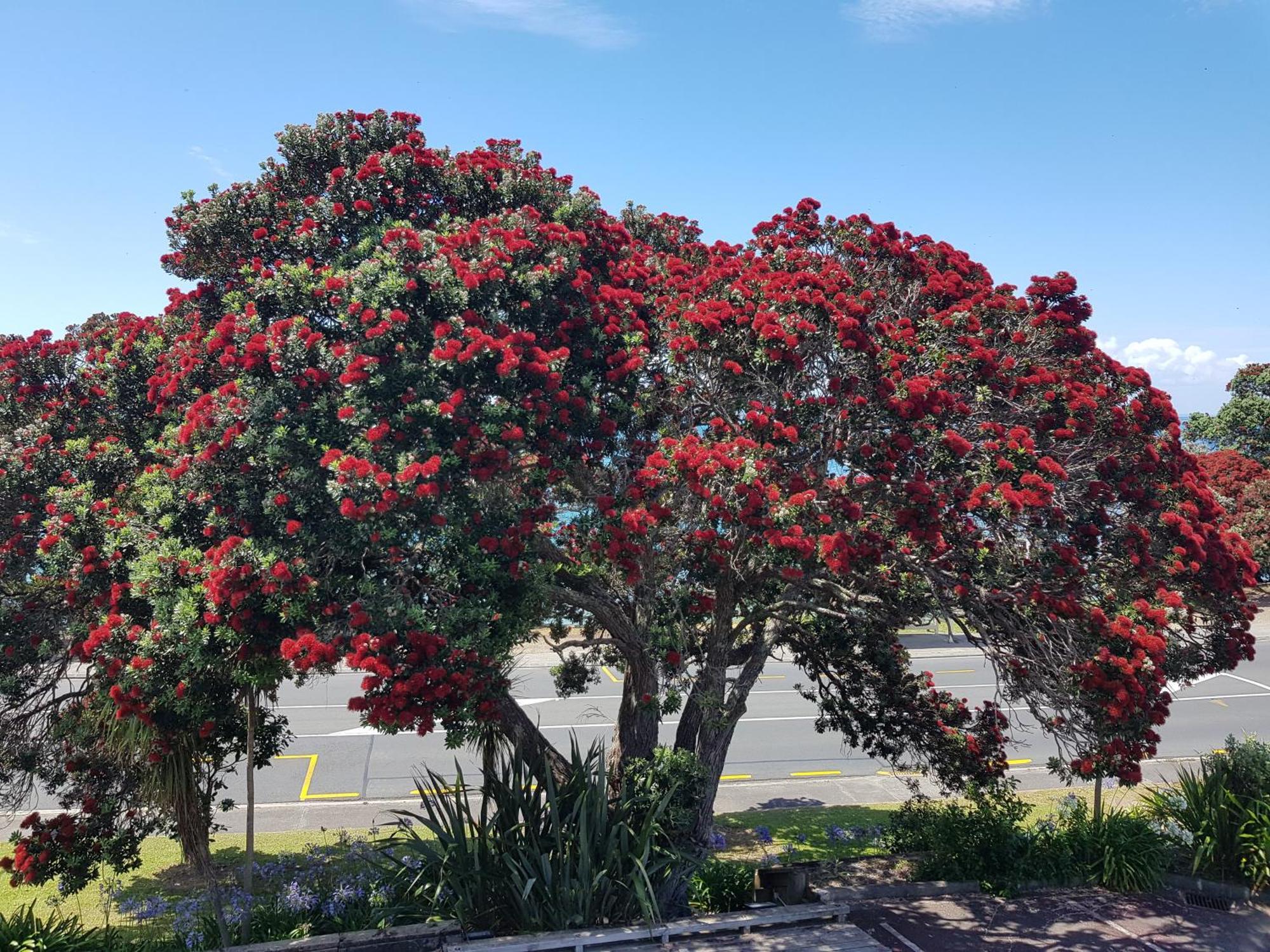 Whangaparaoa Lodge מראה חיצוני תמונה